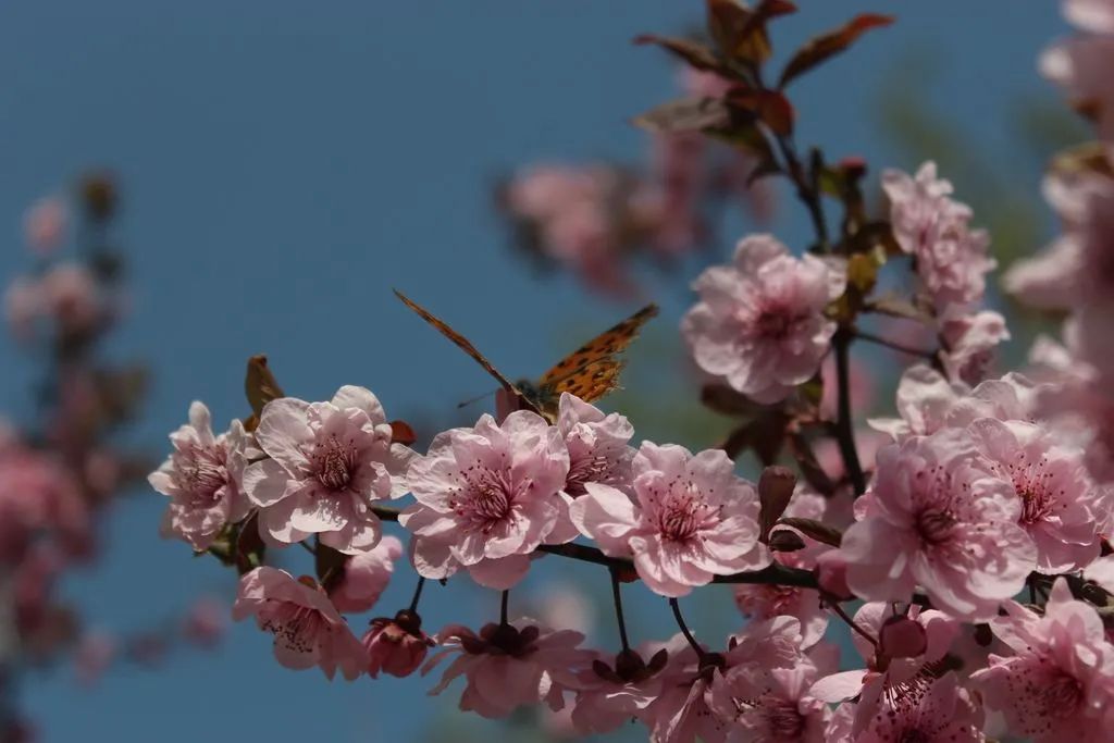春装文案短句干净,春装爆款热卖文案