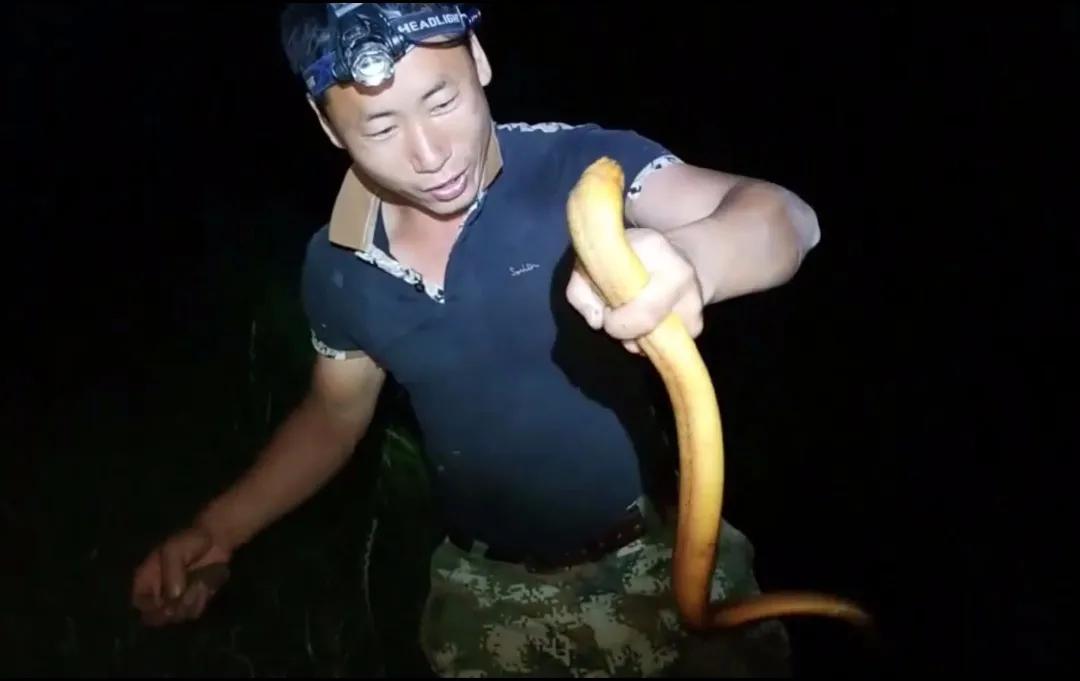 地笼捕黄鳝十大绝招,地笼捕黄鳝选择塘沟哪个位置最好