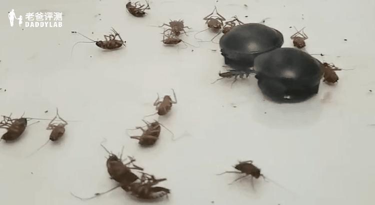 灭蟑神器第一名蟑螂克星测试,测评灭蟑螂神器排名第一