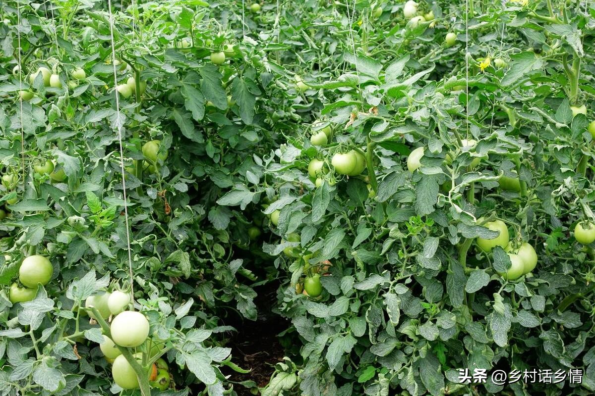 蔬菜三减三增种植技术,蔬菜种植小知识助农扶农