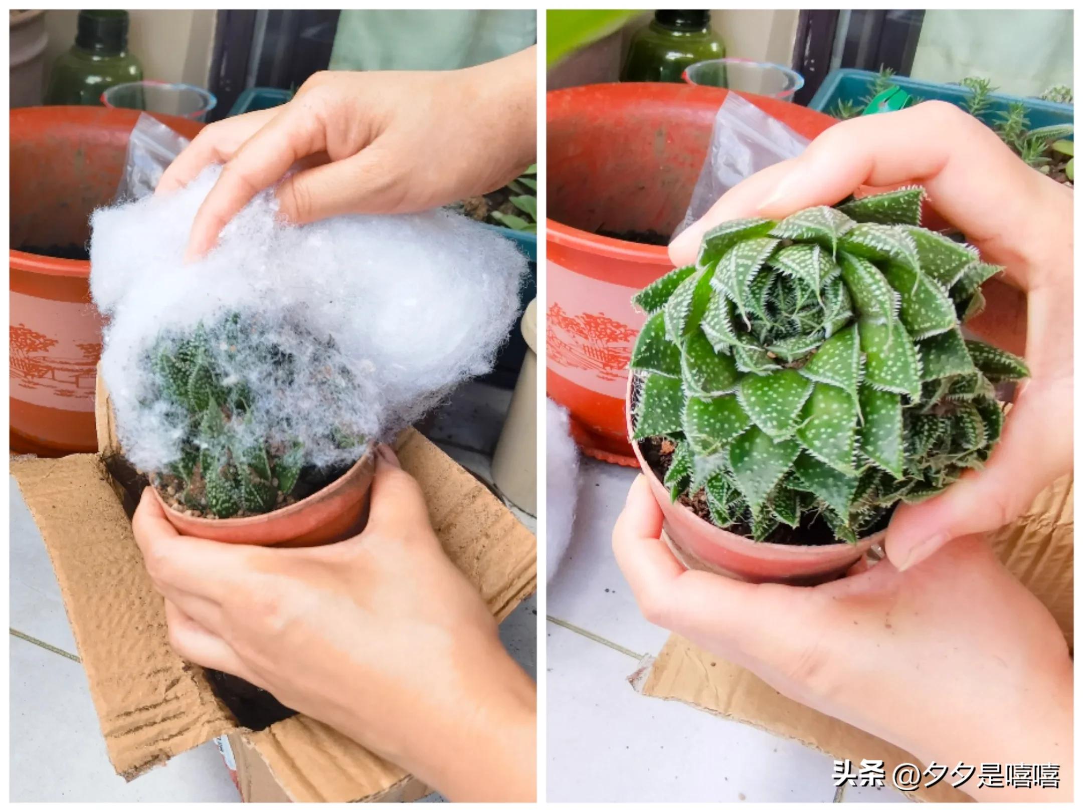 波露盆栽养殖方法,阳台种植稻谷视频