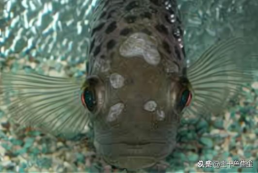 鱼头上有针眼大小的洞是怎么回事,鱼头上长洞