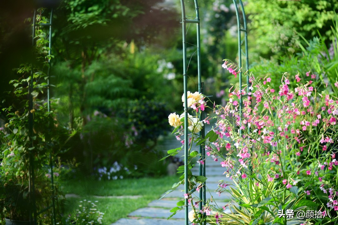 冬天开花的室外花卉盆栽,温室盆栽观花花卉植物