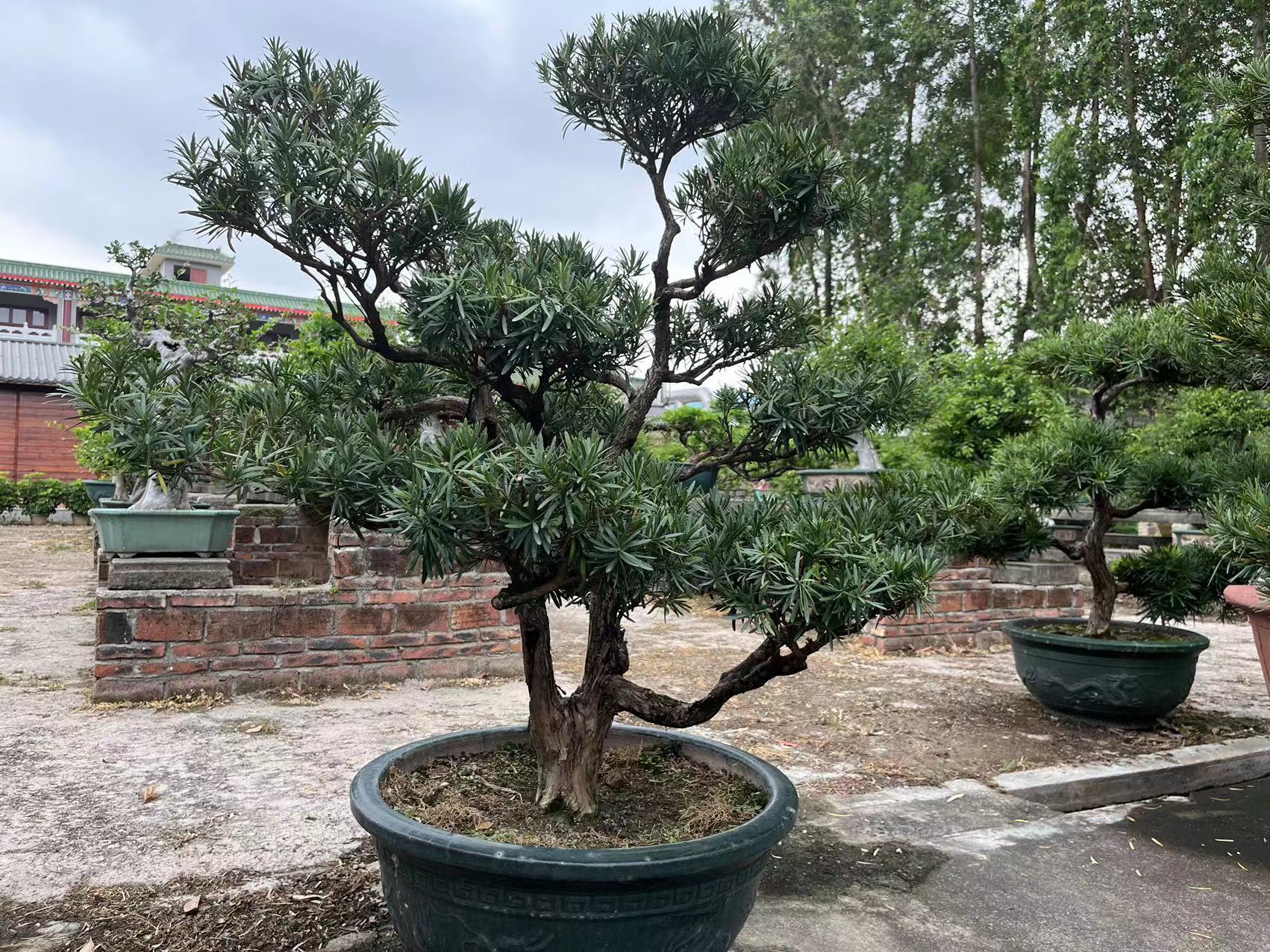 古人说门前栽3树家兴富三代,门前栽三种树方可三代富