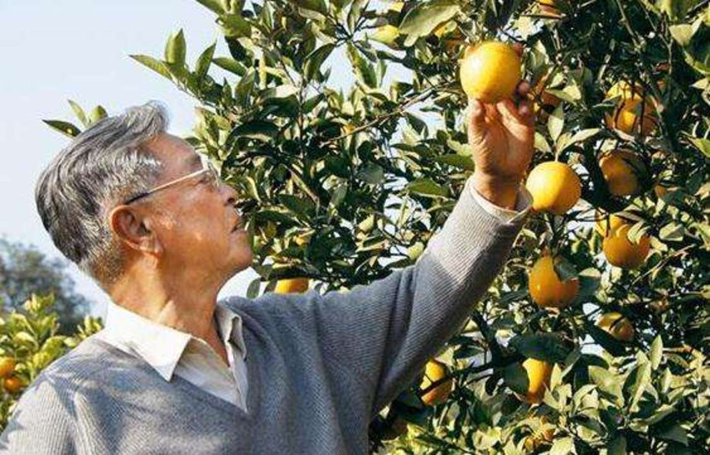 烟王褚时健何时入狱,烟草大王褚时健为何入狱