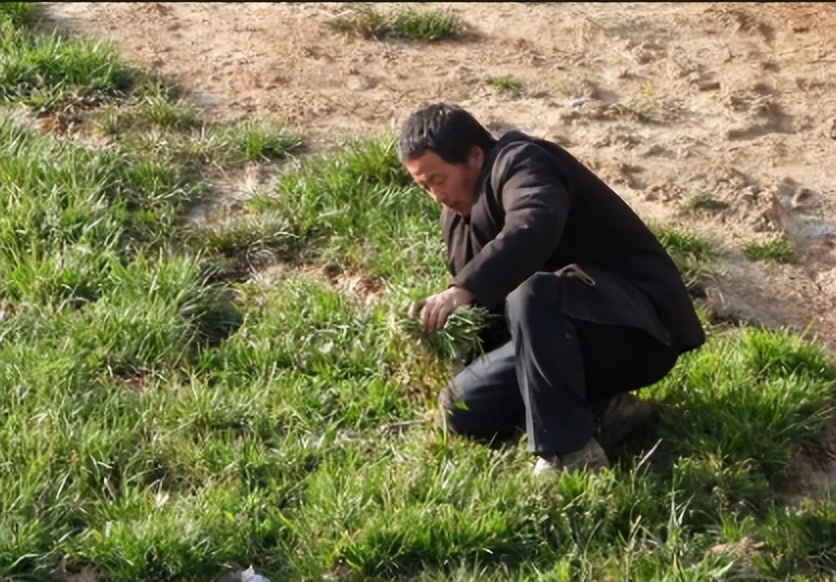 龚清孝：吃草上瘾得以赚钱娶媳妇，34年吃了40吨草：我就喜欢吃草