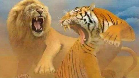比老虎狮子豹子还厉害的五大动物,老虎狮子生存环境对比