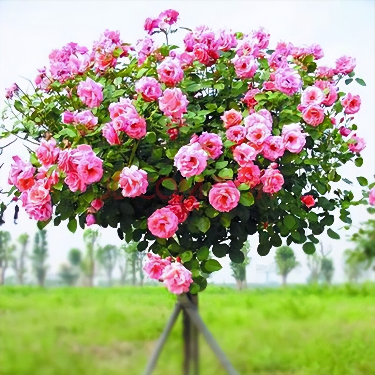 大庭院养什么花四季常开,庭院应该养什么花