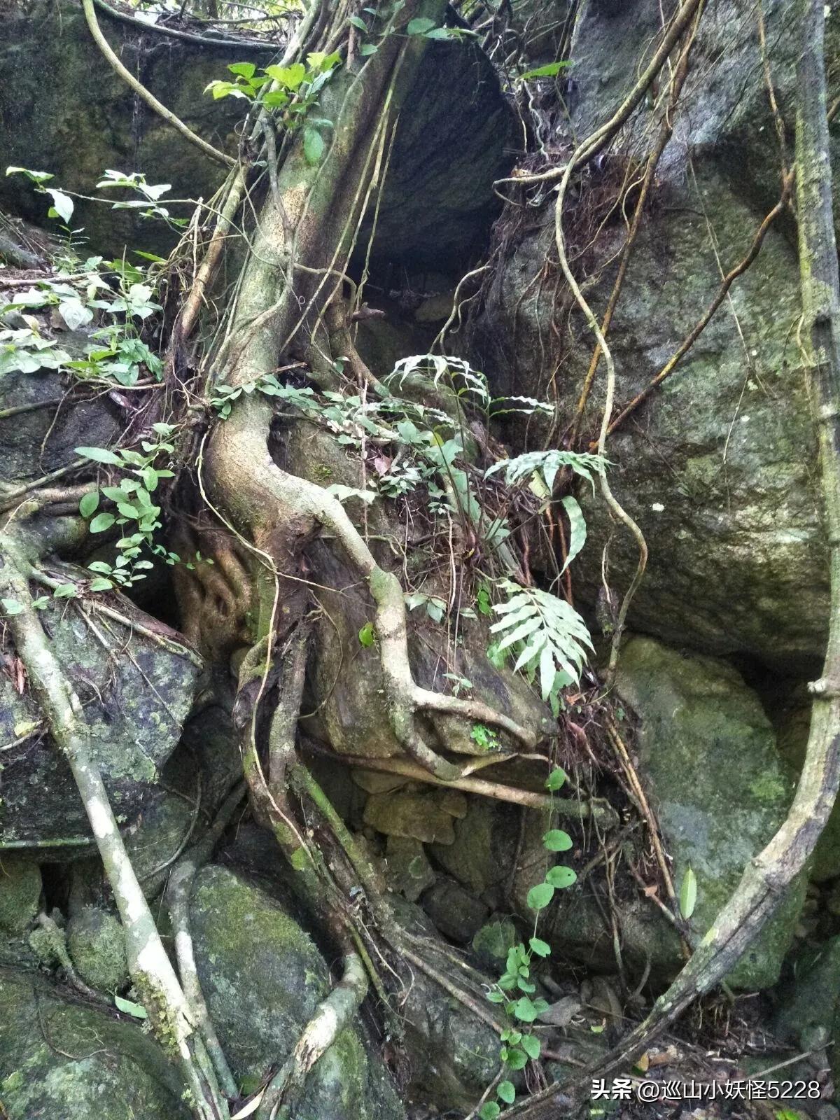 海口金牛岭的传说故事,三亚凤凰岭的传说和故事