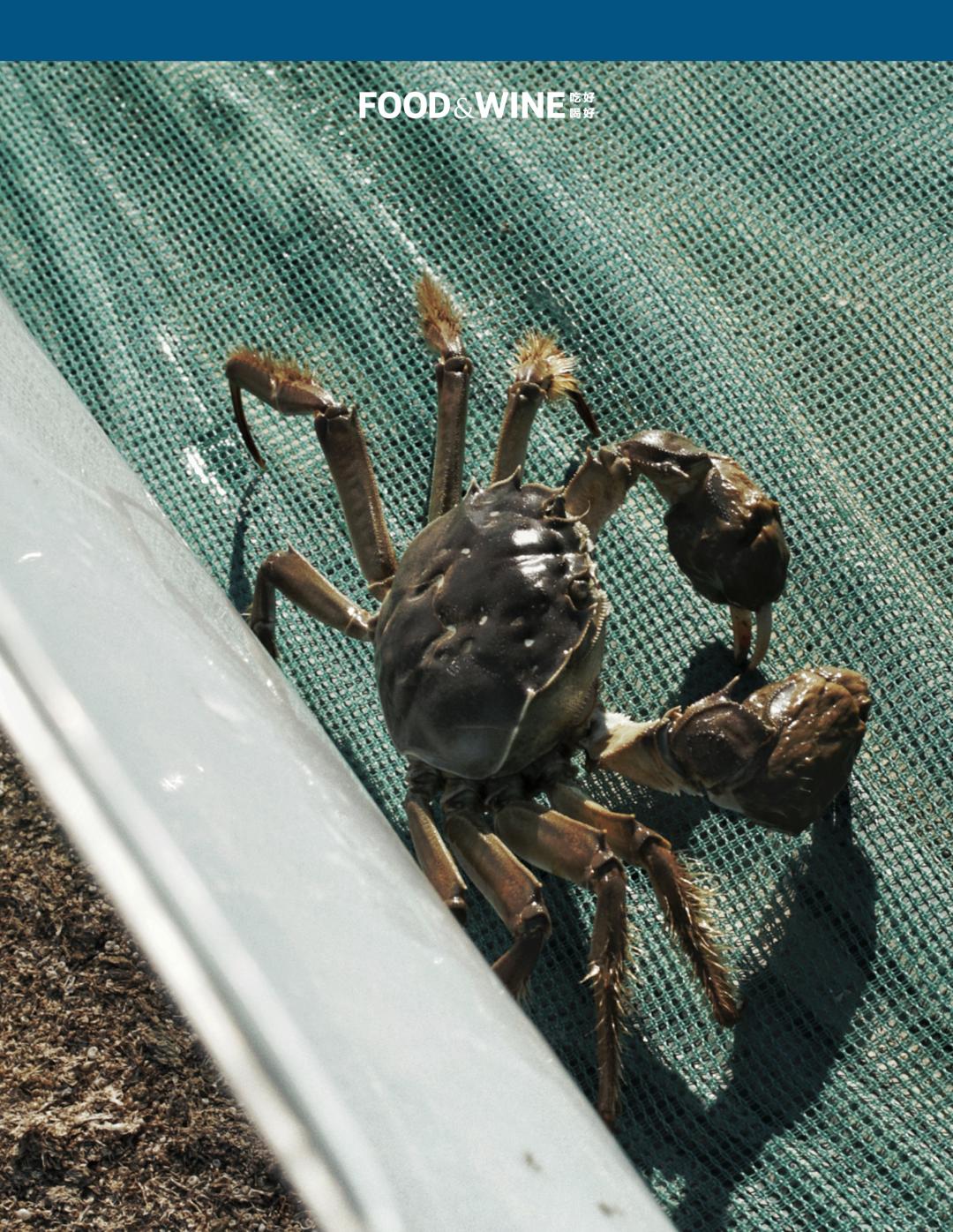 高邮湖螃蟹和洪泽湖螃蟹,阳澄湖高邮湖螃蟹哪个好