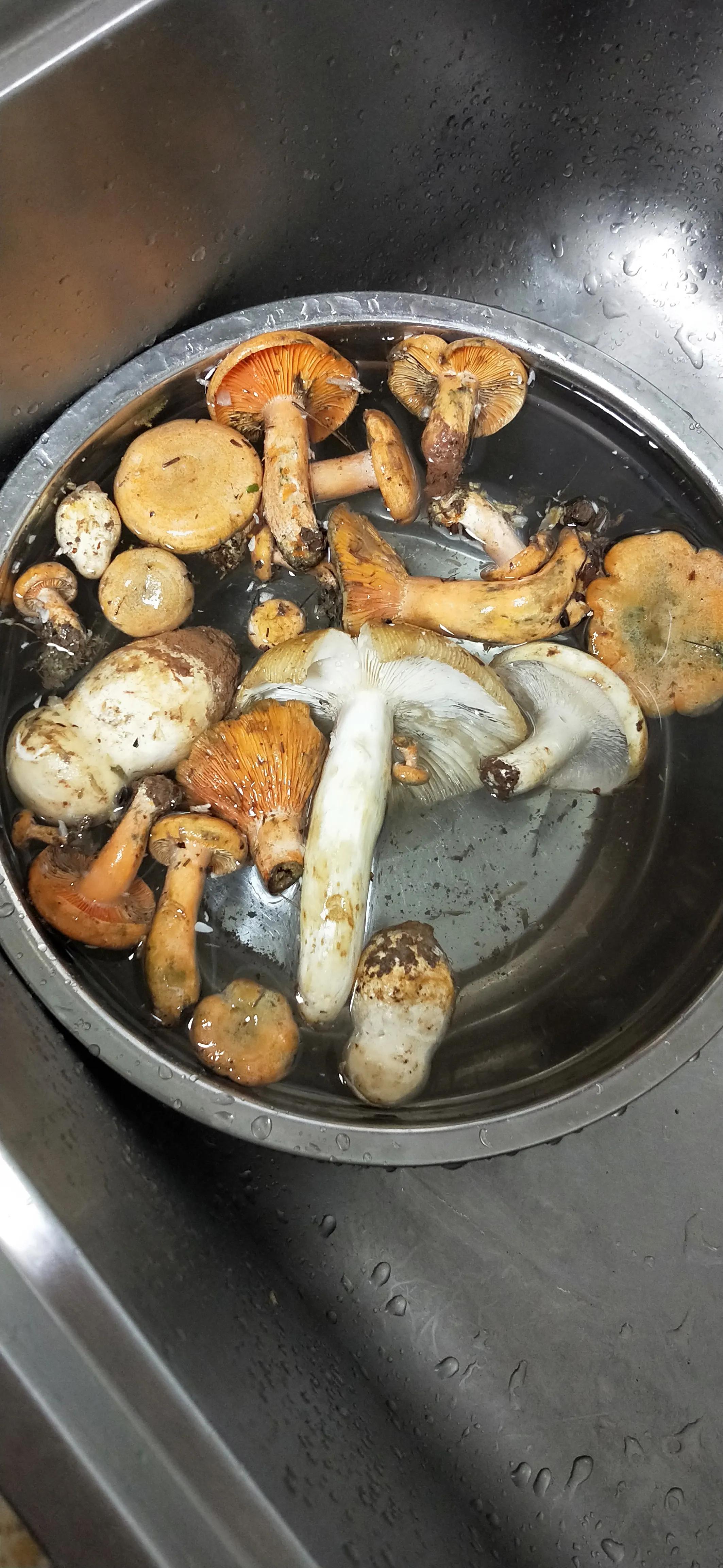 偶遇灵芝,有缘才能见到灵芝