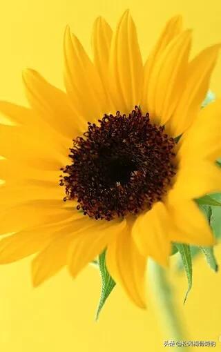 地上的花开万紫千红,心中有花香人生四季皆风景