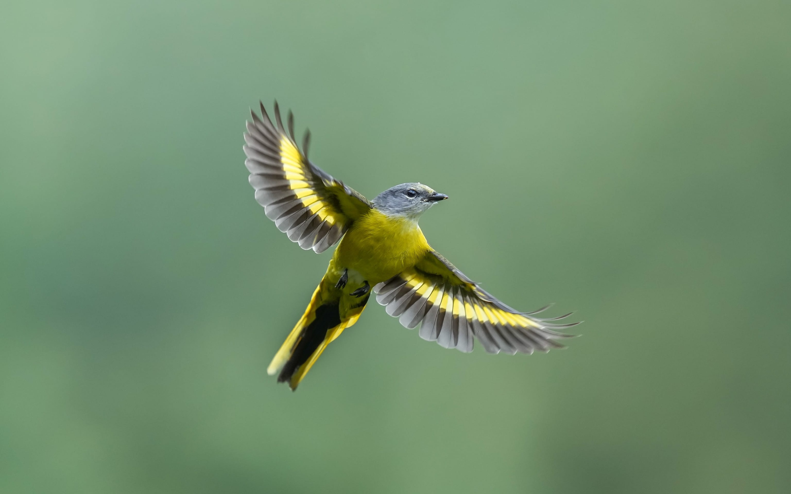 王者归来1-100级,索尼alpha1教程