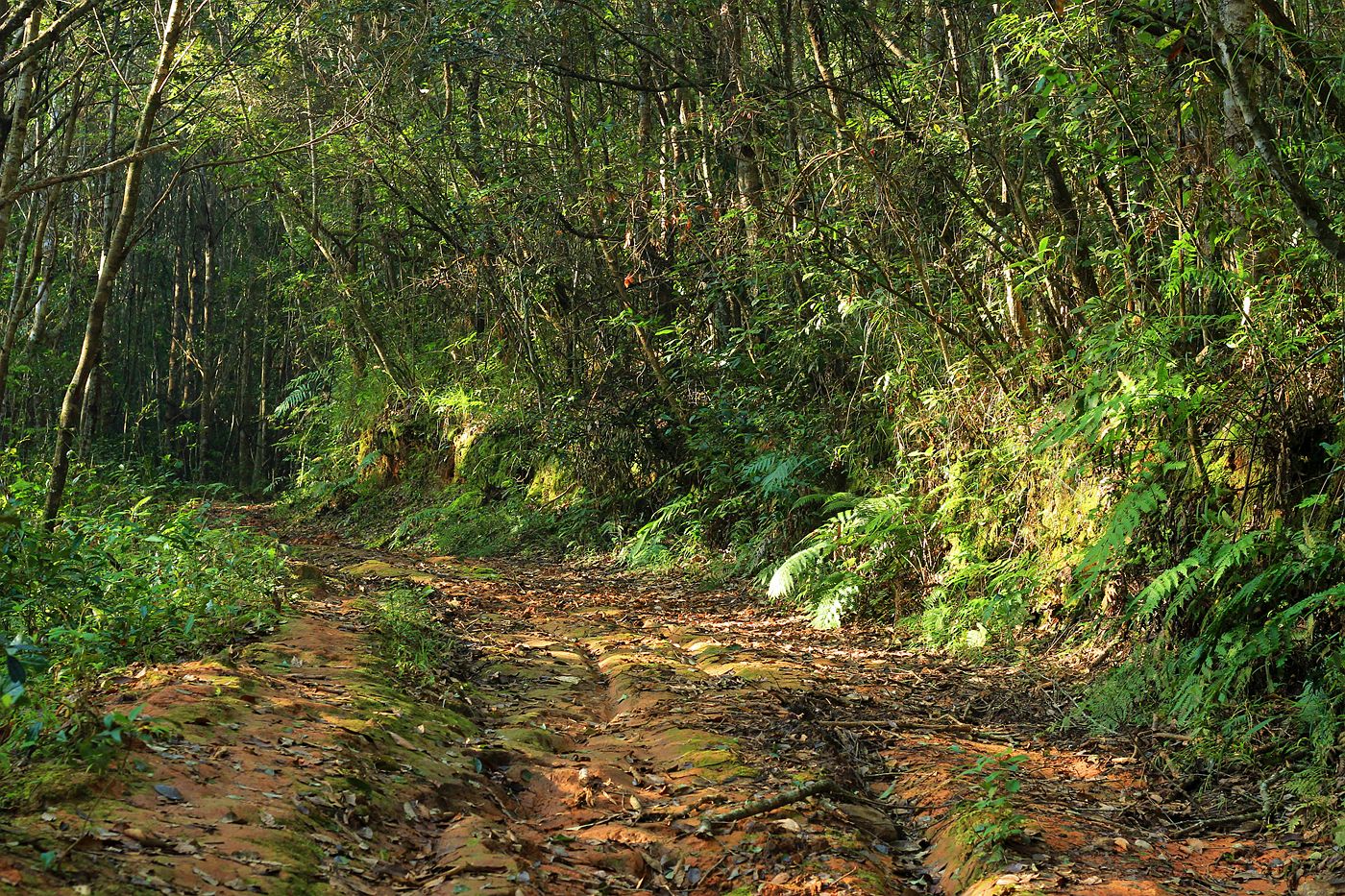 好心奶奶救下蛇20年后,男子救下一条小蛇20年后来报恩
