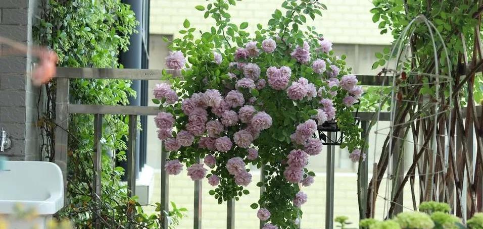 养花开花了浇点什么水花开得旺,浇花养花的技巧