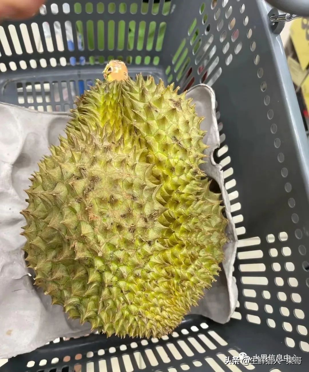 越南当地猫山王榴莲多少钱一斤,越南榴莲知识