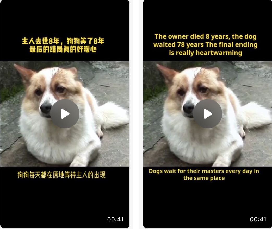 可以自动翻译视频的软件,视频语音翻译成文字的软件有哪些