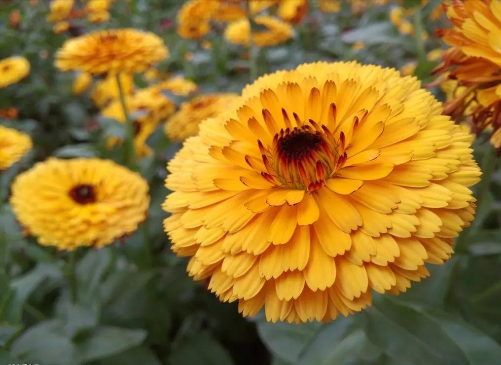 关于花子的歇后语大全,关于鲜花的歇后语