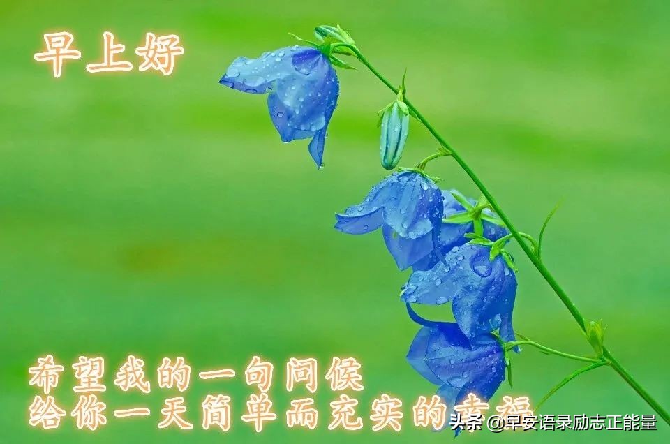 早安心语心灵鸡汤句句经典入心,早安的心灵鸡汤正能量短文