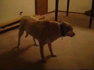 关于狗狗的十大科学真相,关于狗狗的八个秘密故事