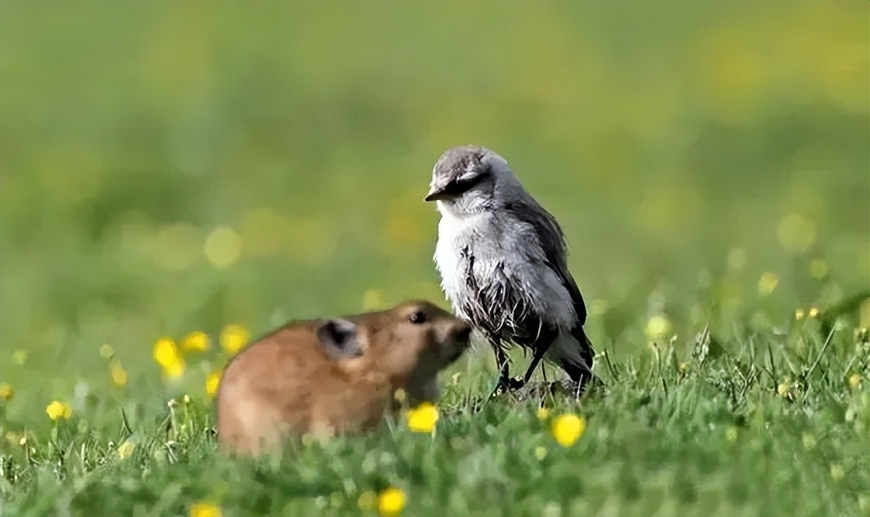 那年那兔那些年的故事,那年那兔那些事儿百年风云