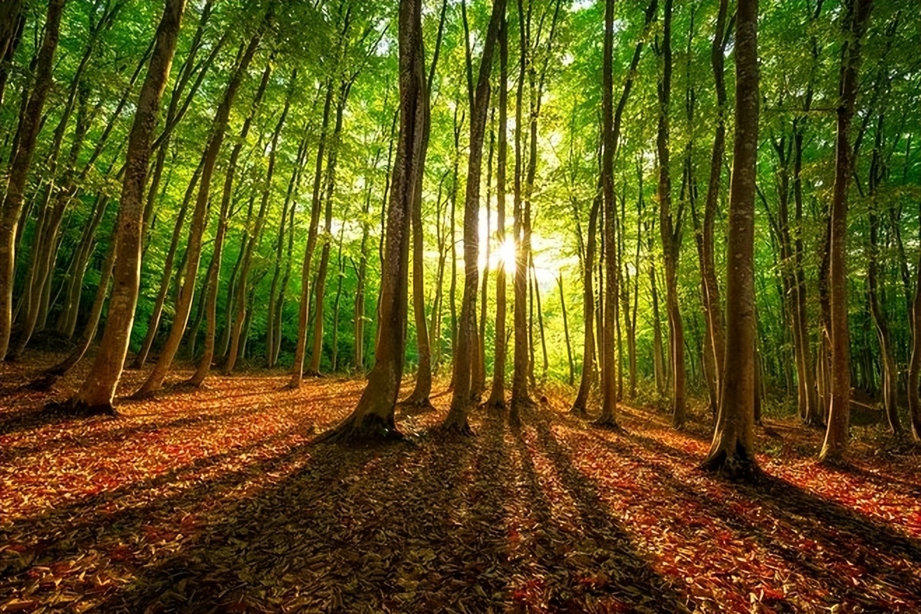 初春最美的十首诗词,春日美景最经典诗词