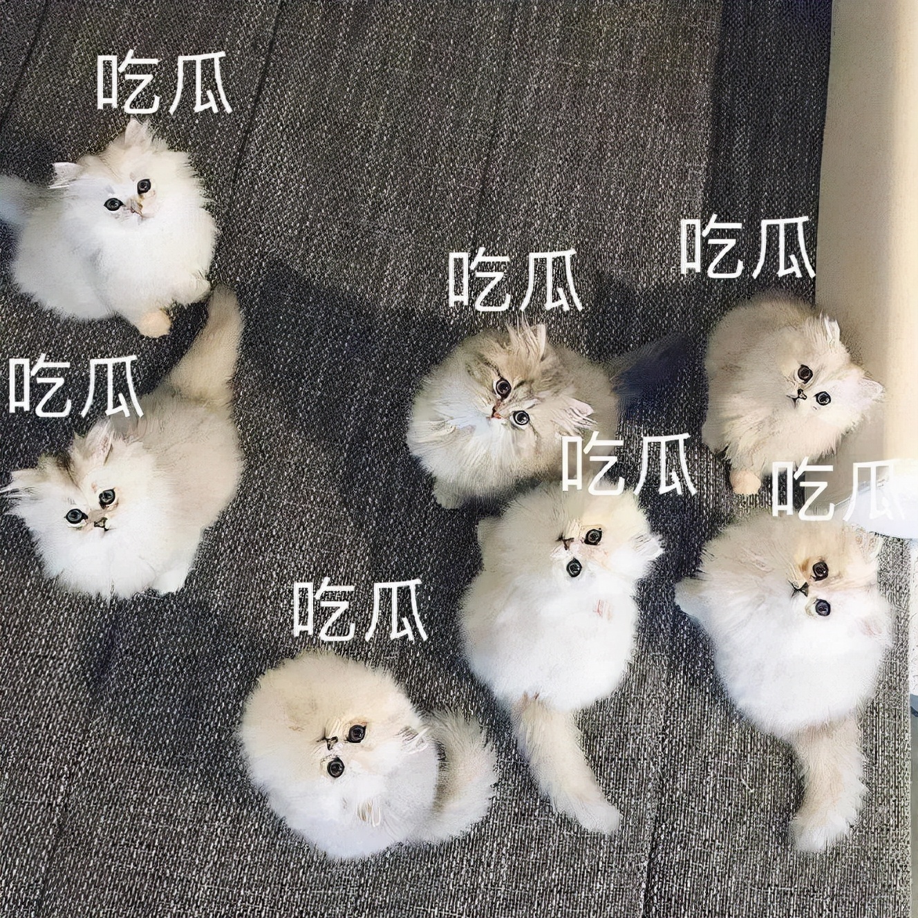 别人家的猫是液体还是固体,猫都是水做的