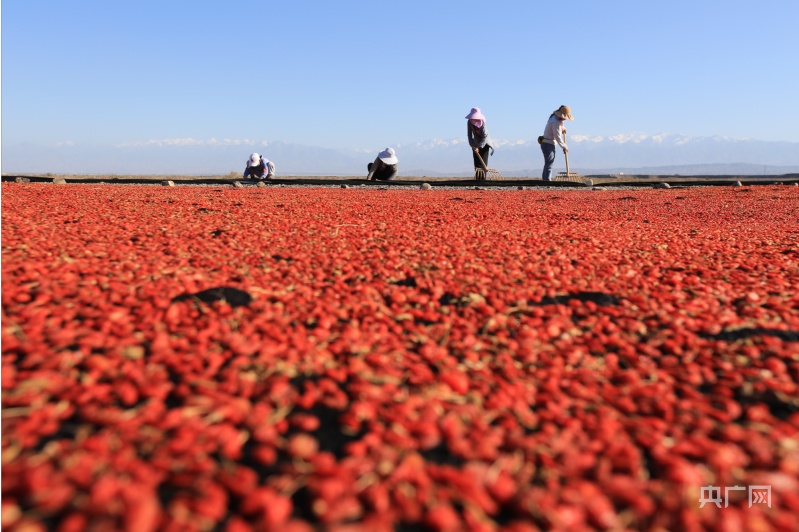 嘉峪关特产枸杞子,嘉峪关万亩枸杞
