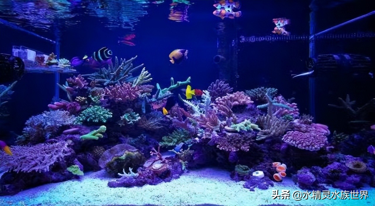 海缸白点病原因,海缸白点病怎么彻底清除