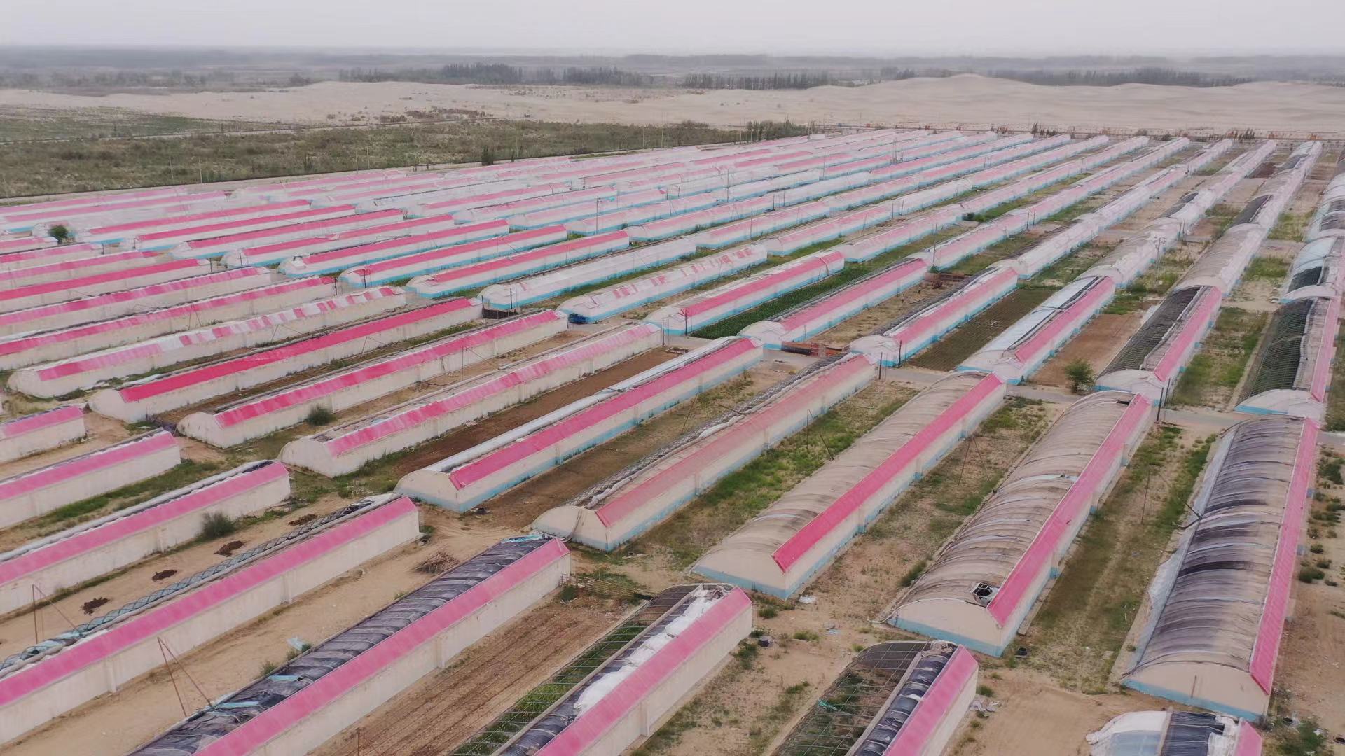 大棚种植助推乡村振兴,大棚种植产业园