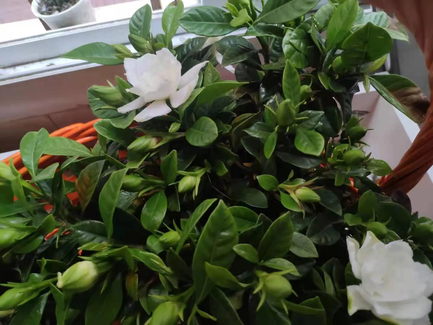 洞房花烛夜之时，是在棺材里进行的，怪异疯颠丈夫成了亲密爱人