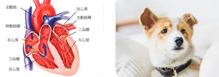 狗狗咳嗽很严重一直咳不停怎么办,养宠经验猫咪感冒打喷嚏怎么办