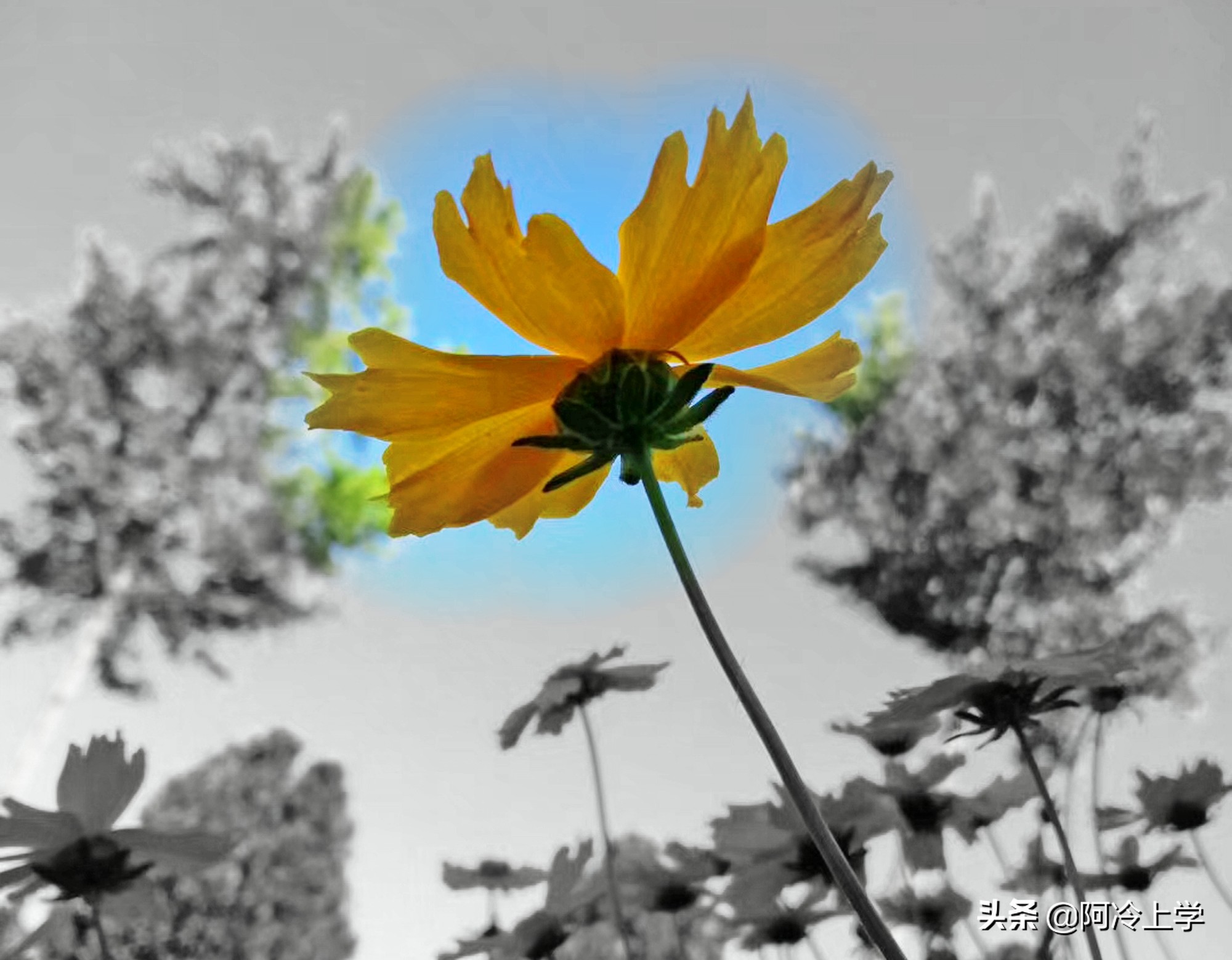 《晚饭花》说说王玉英的家境，自己现在在家的地位是怎样的？