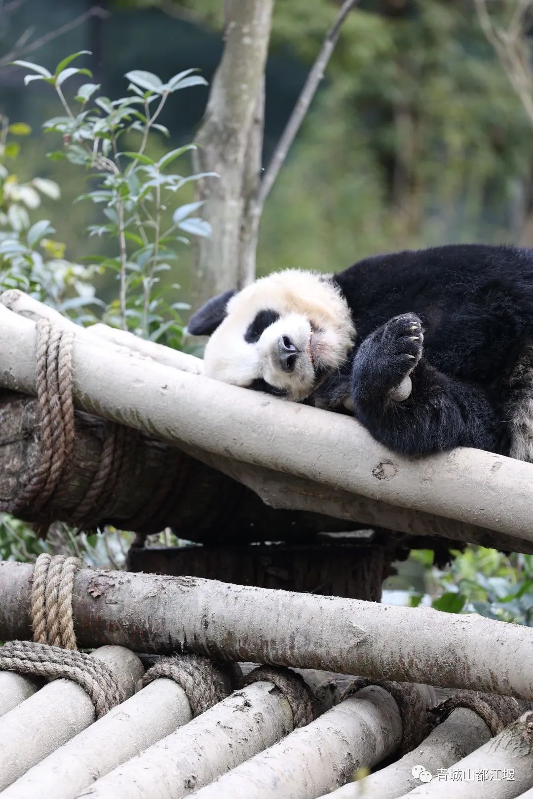 都江堰好玩的打卡地,好玩地方推荐适合带小孩都江堰