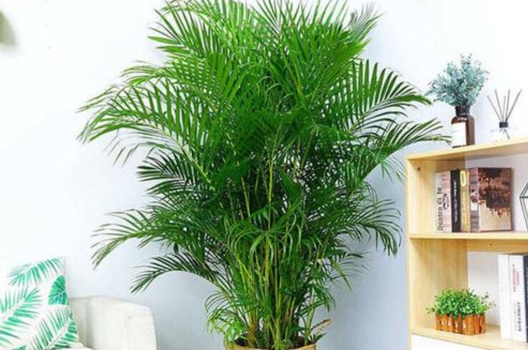 适合室内养的大叶子植物有哪些,四季常绿的室内植物好养