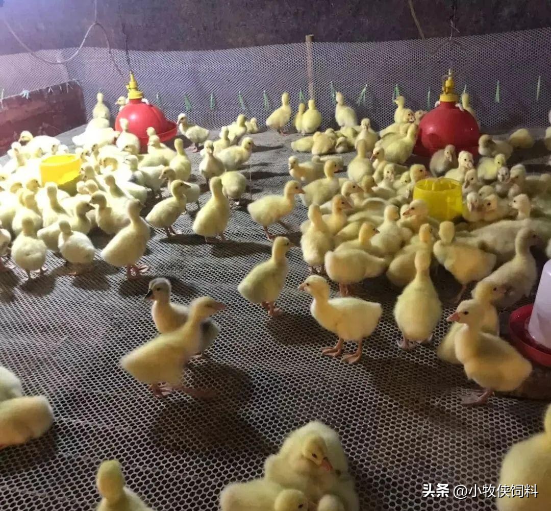 小鹅瘟怎样用药物防治,小鹅瘟用什么药最佳防治