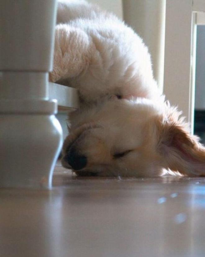 十种非常反骨的狗,狗狗反骨是什么原因