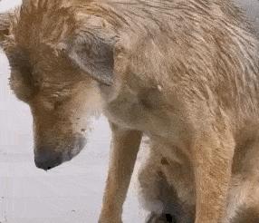 弃养率最高的8种狗,弃养率高的十种狗