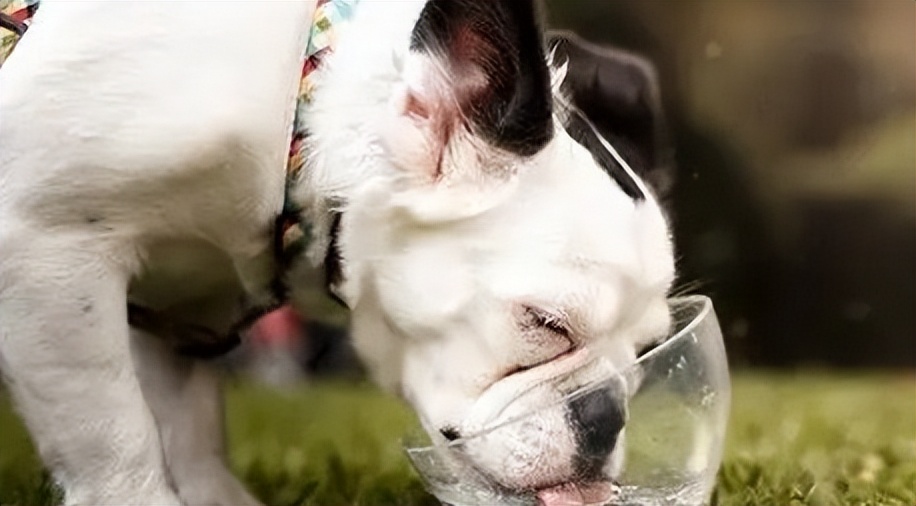 狗狗脱水是什么症状,狗狗脱水了是什么症状