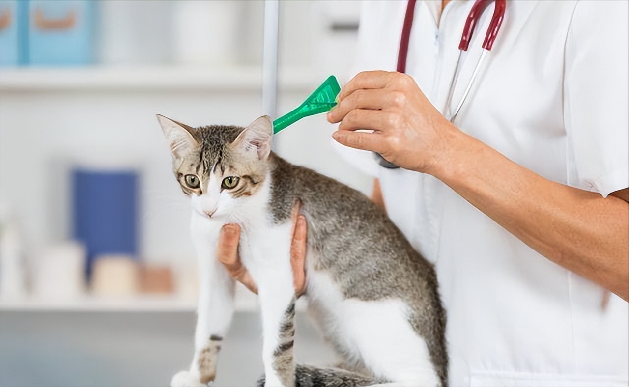 养猫产生的副作用你中招了吗,兽医对于猫的小贴士