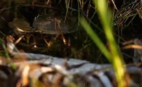 养殖大闸蟹成功案例,致富经养殖大闸蟹