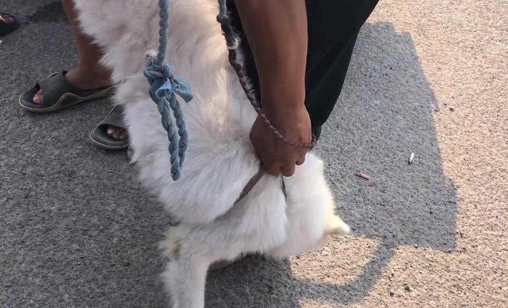 800块萨摩耶幼犬,800元萨摩耶