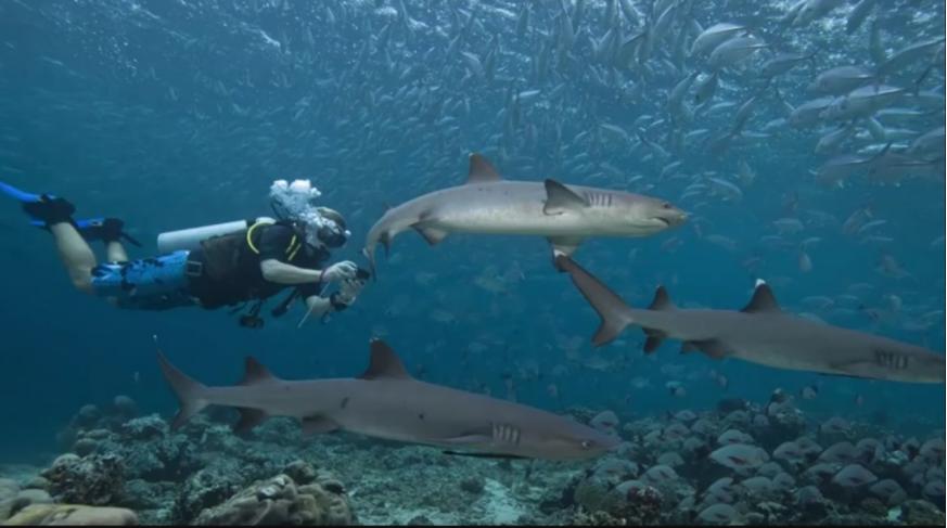 去神秘小岛探险,去神秘岛探险视频