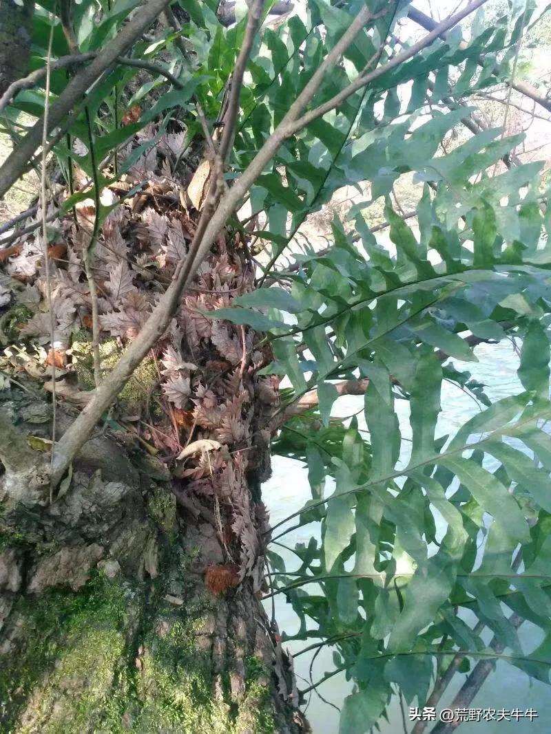 骨碎补的种类图,骨碎补最早记载