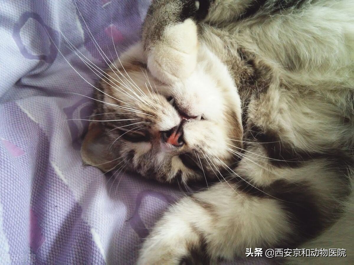 猫咪刚绝育完应该注意什么,猫咪做完绝育手术后呕吐注意事项