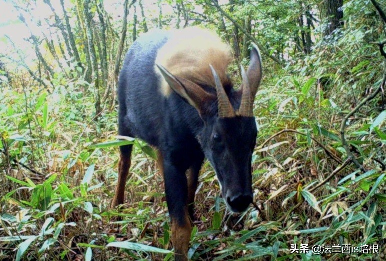 罕见的天马神兽,惊现野生神兽视频