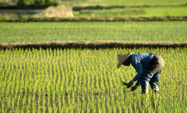 中央财政第三批实际种粮补贴政策,国家发放200亿种粮补贴了吗