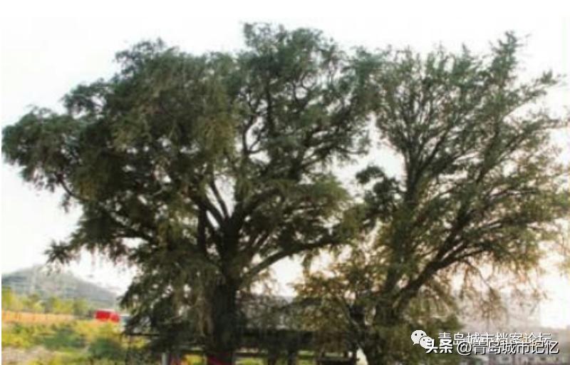 话说错埠岭“于姑庵”（下篇）