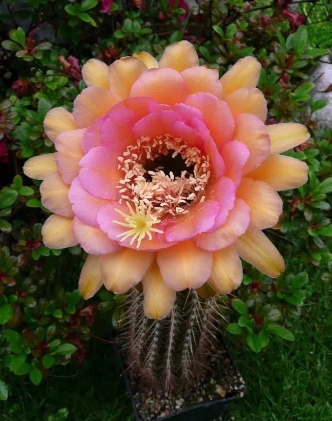 200种·仙人球开花图鉴，大开眼界，美到爆