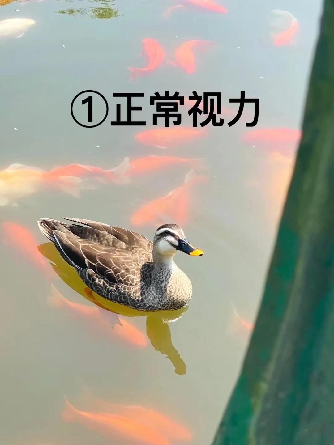 近视不是很严重可以不戴眼镜吗,不戴眼镜可以适应大概近视多少度